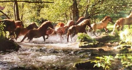 Susan Harris picture of  river crossing horses